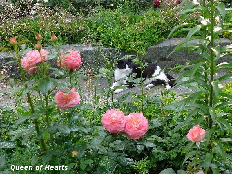 'Queen of Hearts ® (floribunda, Kordes, 2000/08)' rose photo