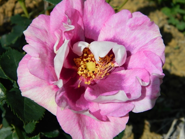 'Eyes for You ®' rose photo