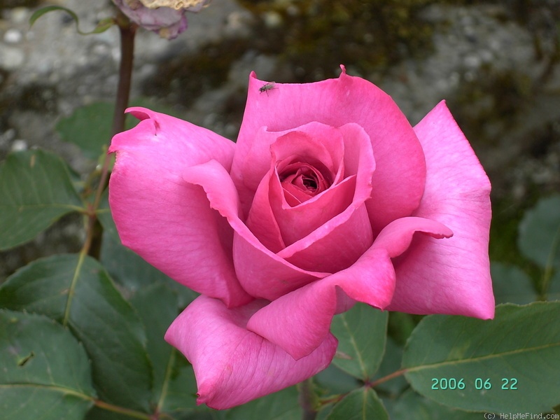 'Moondrops' rose photo