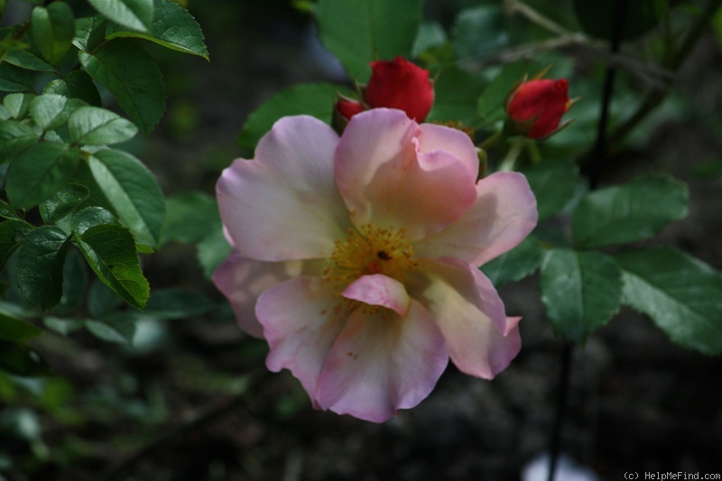 'Fighting Temeraire ®' rose photo