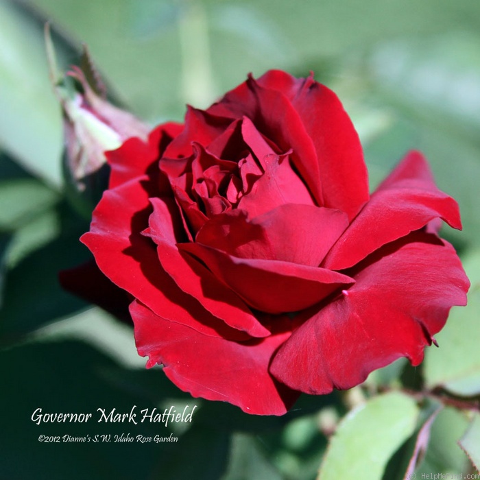 'Governor Mark Hatfield' rose photo