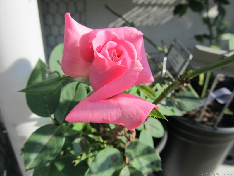 'Ballet ® (hybrid tea, Kordes 1958)' rose photo