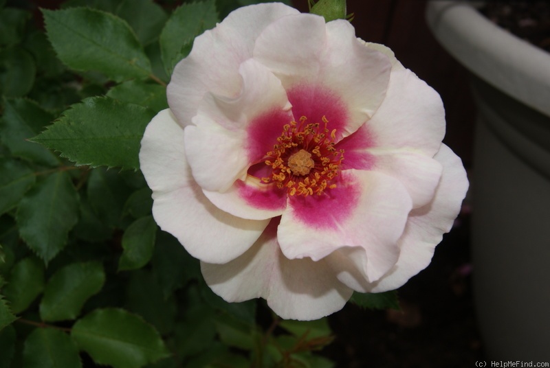 'Bull's Eye (shrub, James 2011)' rose photo