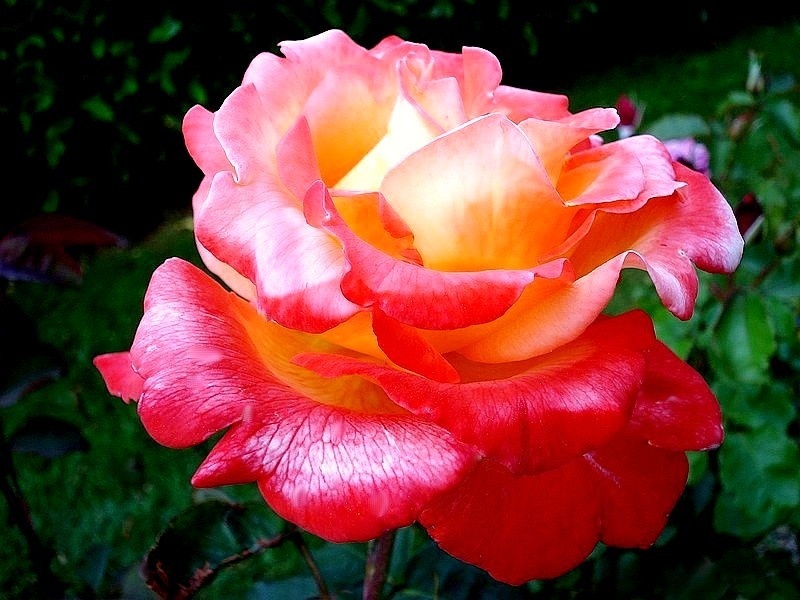'Linda Raya' rose, click to enlarge 'Linda Raya' rose photo