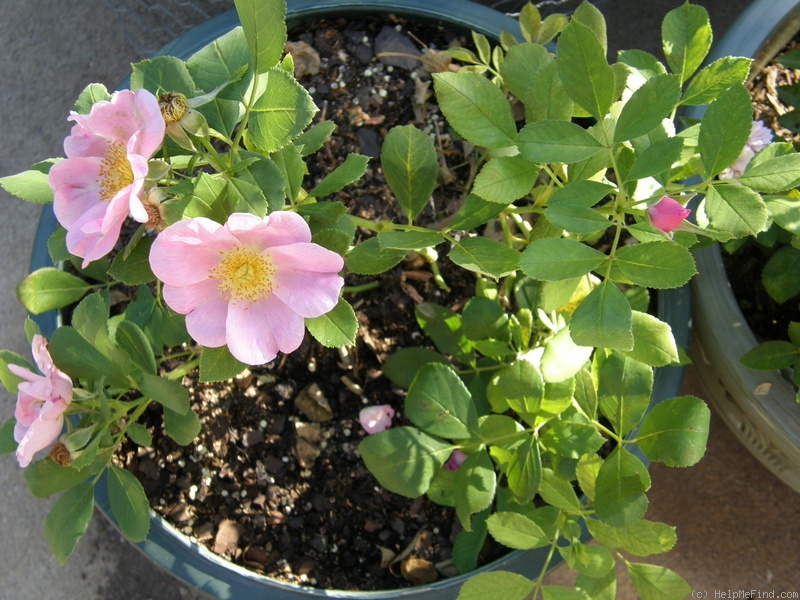 'Basye's Blueberry' rose photo