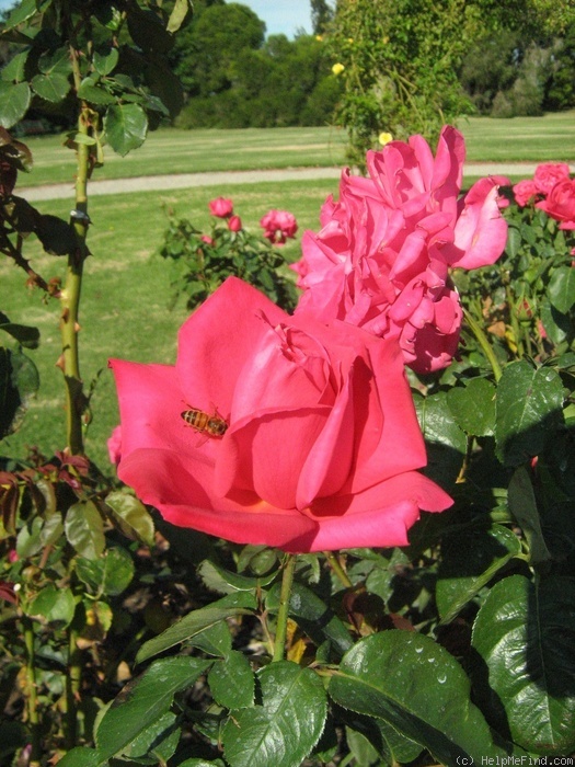 'Maria Callas' rose photo