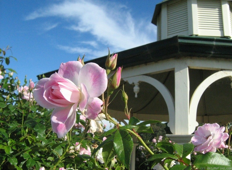 'Pink Iceberg ™' rose photo