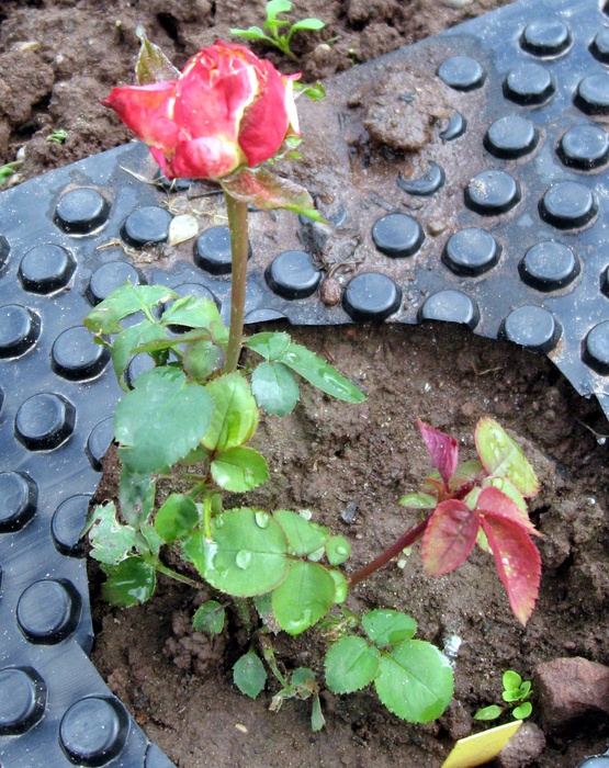 'MARQUART, Roland'  photo