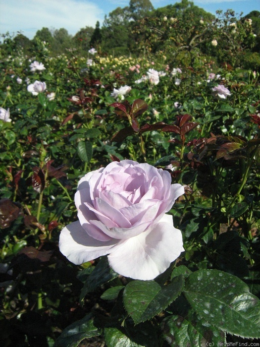 'Blue Bajou ® (Floribunda, Kordes, 1993)' rose photo