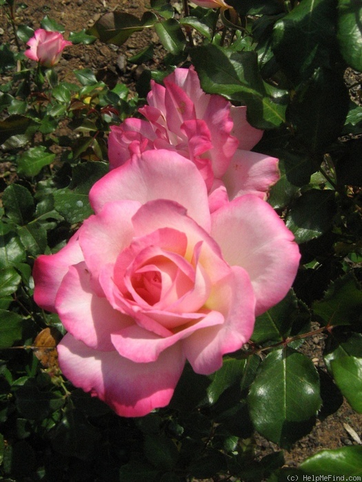 'Bold Seduction' rose photo