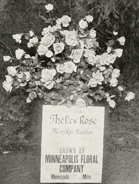 'Miss Kate Moulton' rose photo