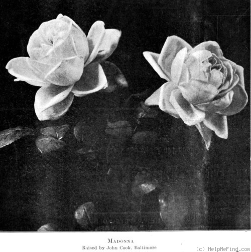 'Madonna (hybrid tea, Cook, 1908)' rose photo
