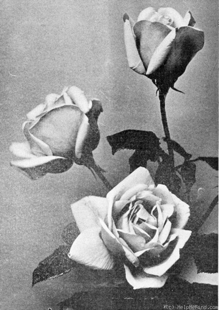 'Wellesley' rose photo