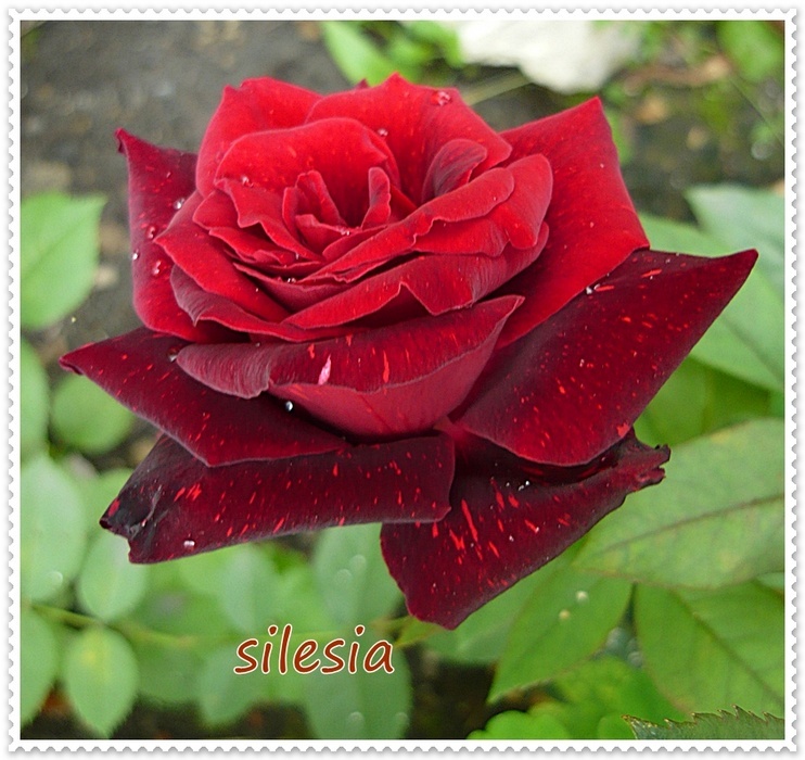 'Silesia' rose photo