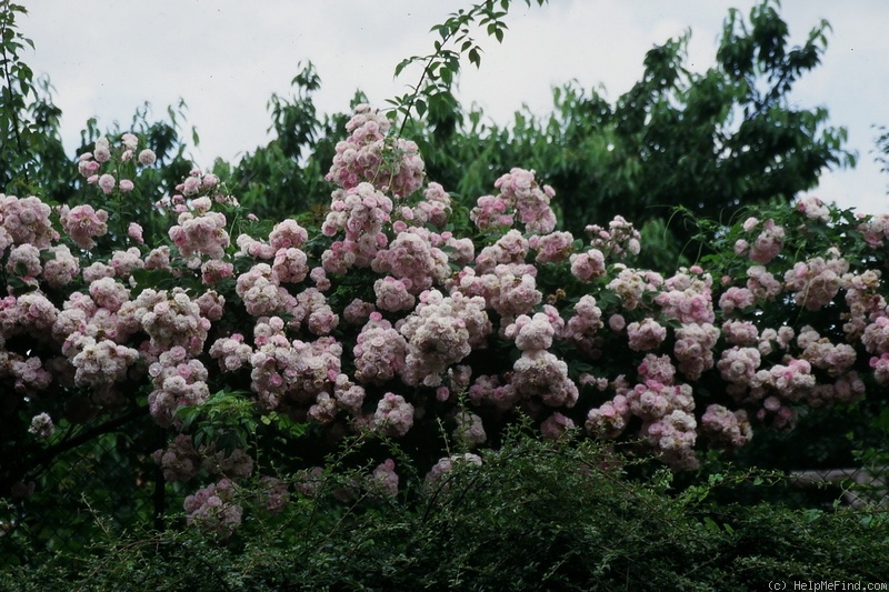 'Laure Davoust' rose photo