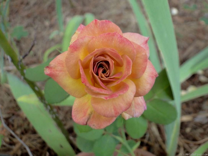 'Autumn Bliss' rose photo