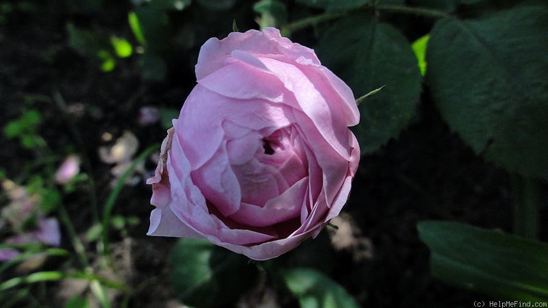 'Baroness Rothschild' rose photo
