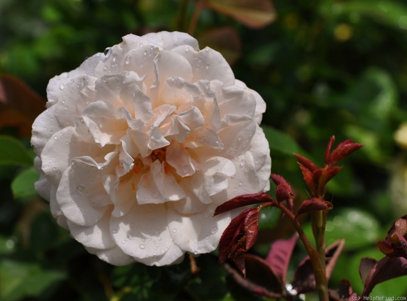 'Gruss an Labenz' rose photo