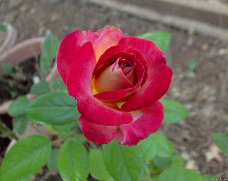 'Dick Clark ®' rose photo
