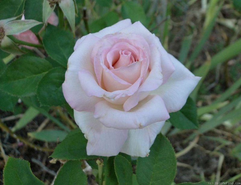 'Fushimi' rose, click to enlarge 'Fushimi' rose photo