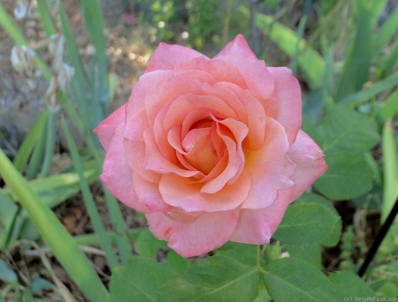 'Rejoice' rose photo