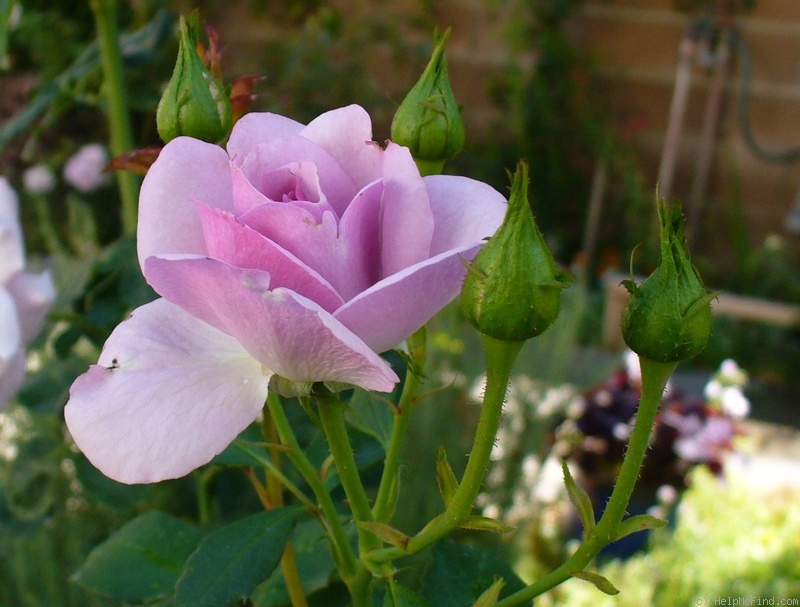 'Fragrant Lavender Simplicity ®' rose photo