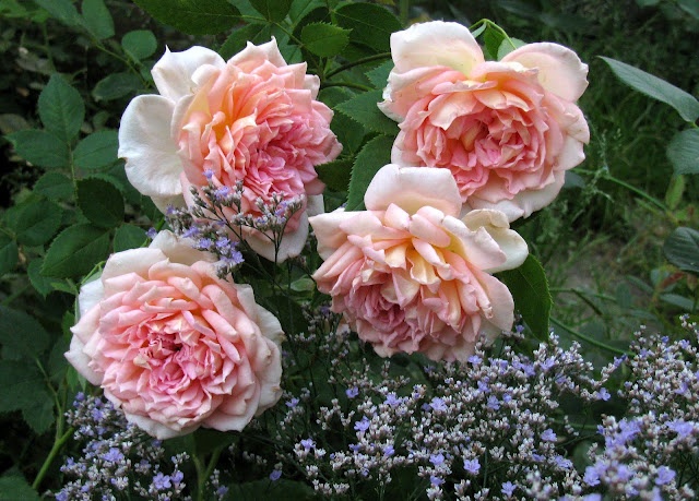'Janet (shrub Austin, 2003)' rose photo
