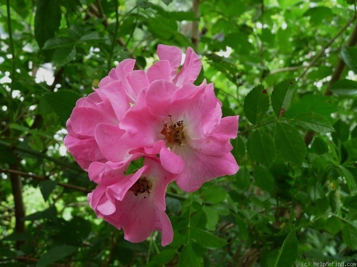 'Chatillon Rambler' rose photo