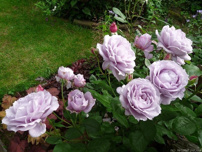 'Novalis ®' rose photo