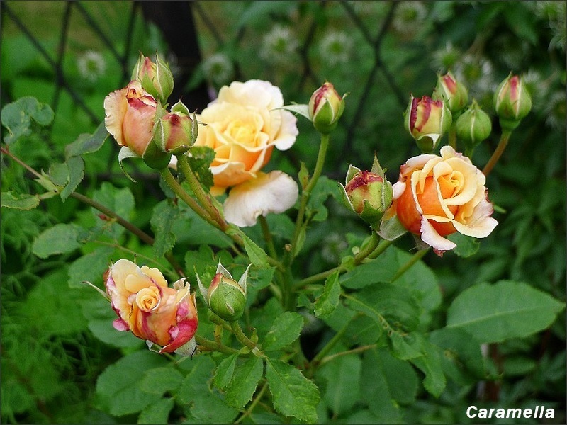'Caramella ™ (shrub, Kordes before 2000)' rose photo