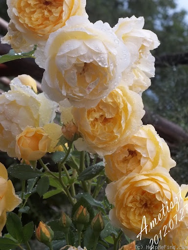 'Graham Thomas' rose photo