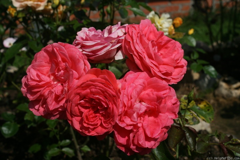 'Belle de Dom ®' rose photo