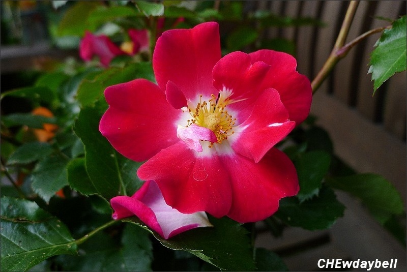 'Symphonica in Rosso ®' rose photo