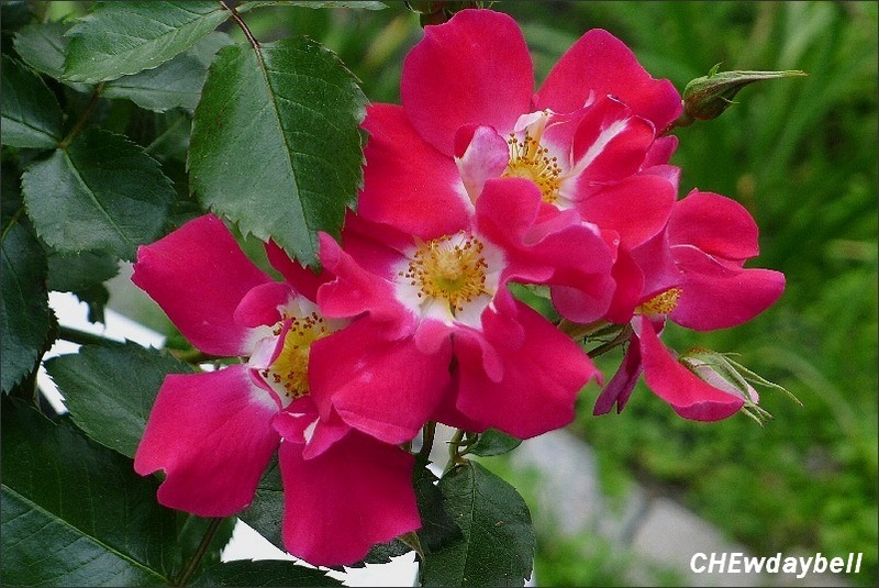 'Symphonica in Rosso ®' rose photo
