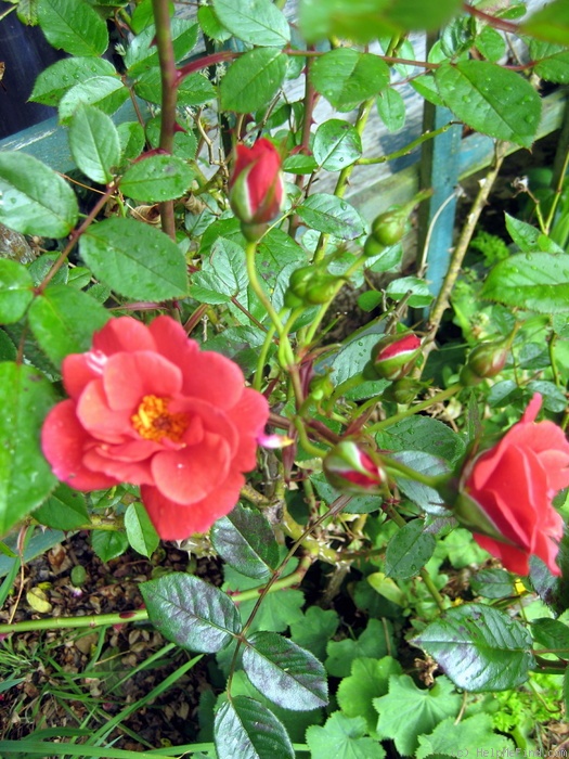 'Captain Scarlet' rose photo