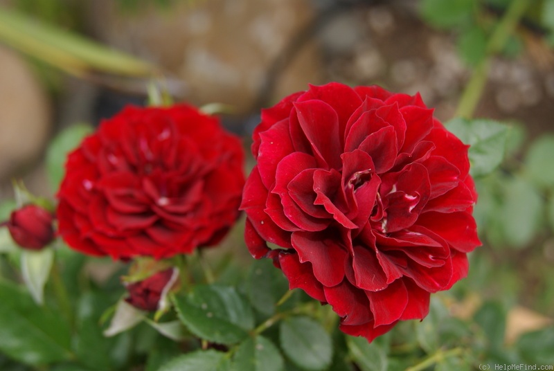 'Patriot Song' rose photo