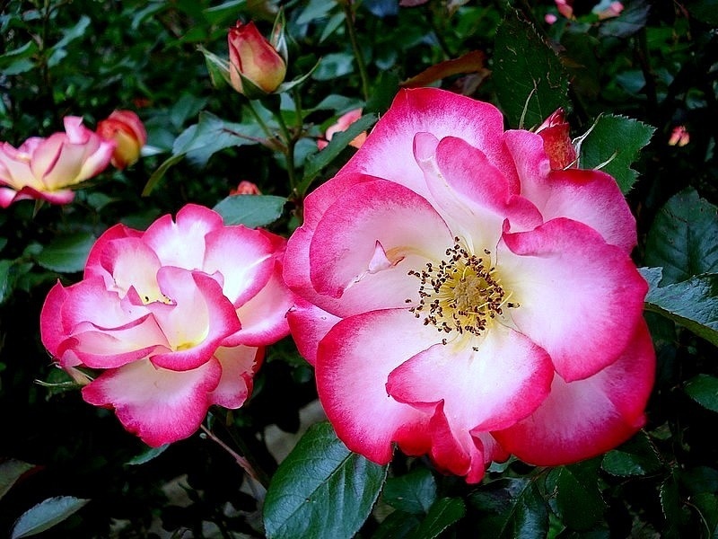 'Betty Boop ™ (Floribunda, Carruth, 1999)' rose, click to enlarge 'Betty Boop ™ (Floribunda, Carruth, 1999)' rose photo