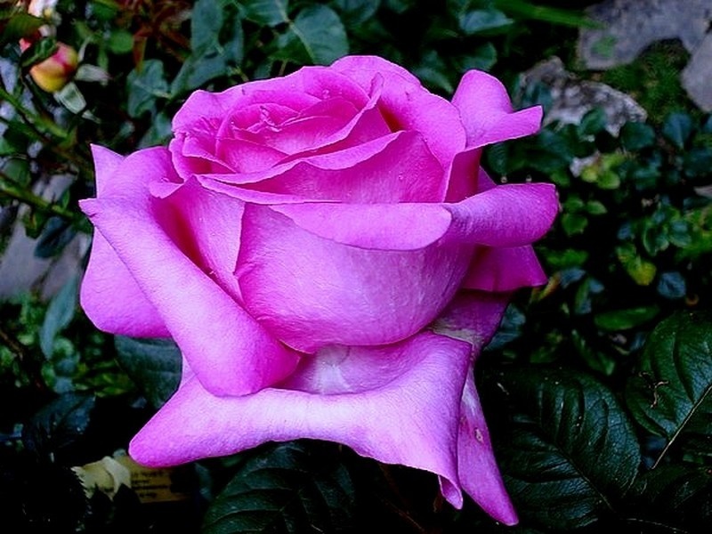 'Chartreuse de Parme' rose, click to enlarge 'Chartreuse de Parme' rose photo