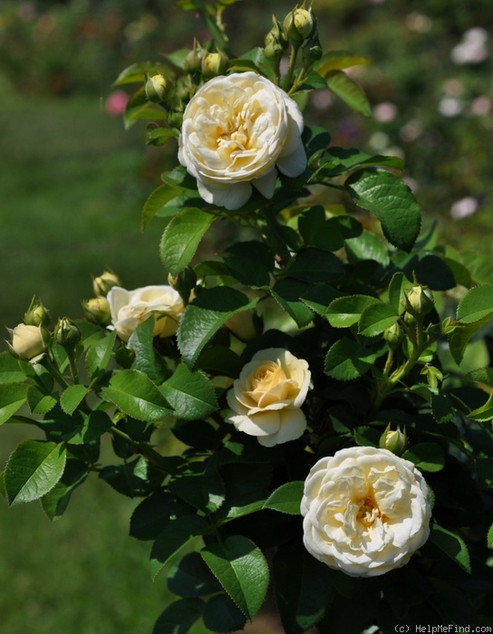 'Artemis ® (shrub, Evers/Tantau, 2004/09)' rose photo