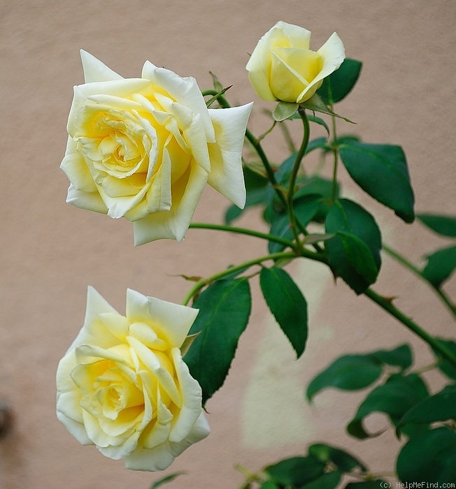 'Sir Henry Segrave' rose photo
