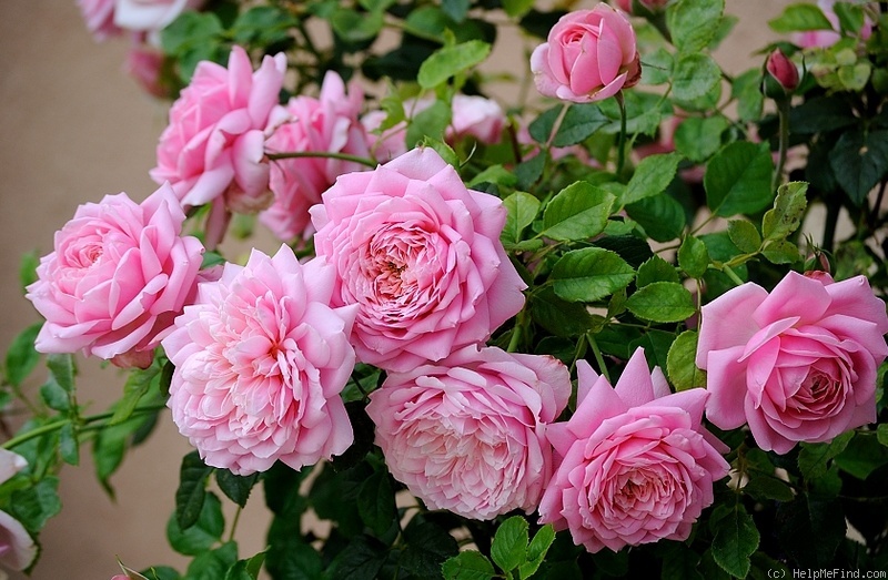 'Discovery (shrub, Clement, 2004)' rose photo