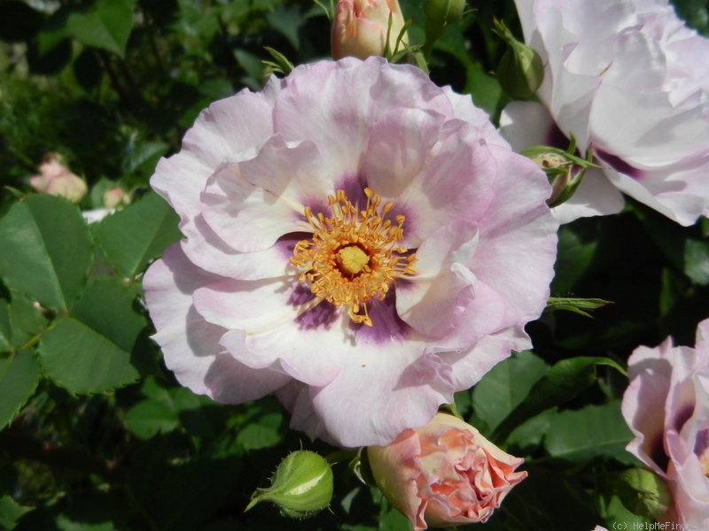 'Eyes for You ®' rose photo