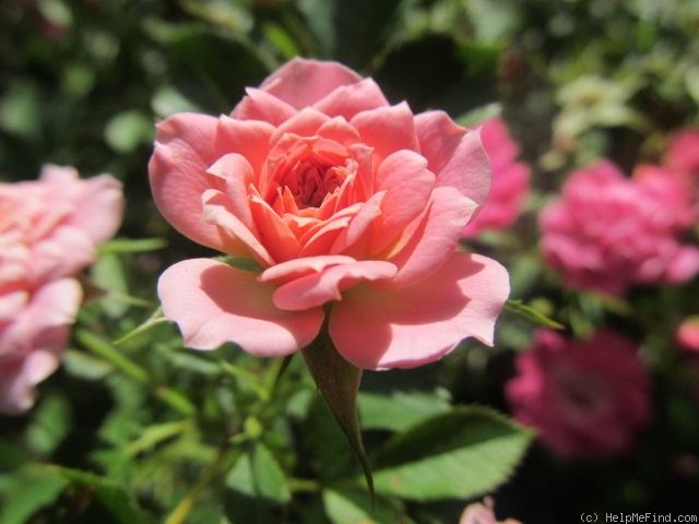 'Oso Happy Petit Pink' rose photo