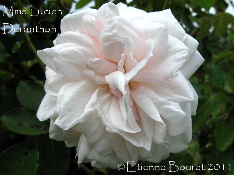 'Madame Lucien Duranthon' rose photo