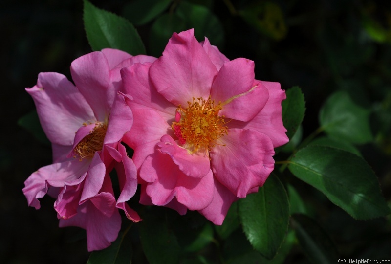 'Sir Clough' rose photo