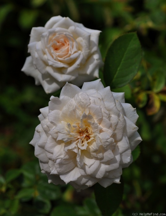 'Prairie Star' rose photo