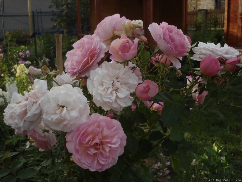 'Hyde Hall ®' rose photo