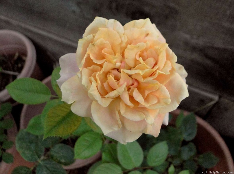'Brokat ®' rose photo