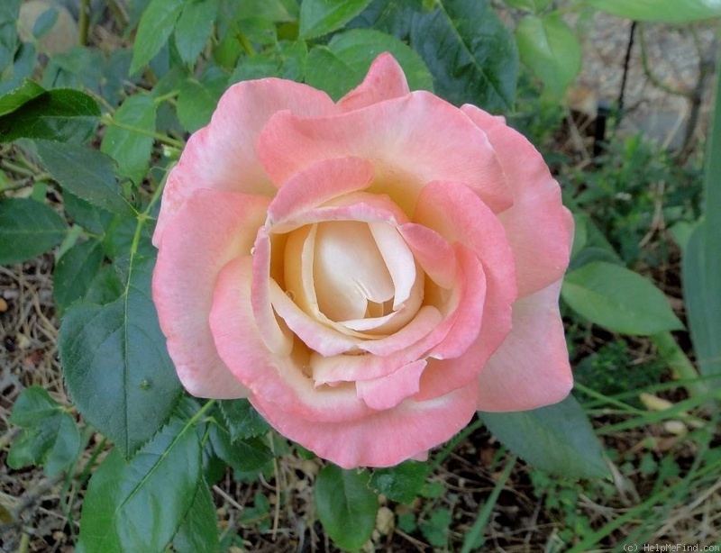 'Vendée Impériale ®' rose, click to enlarge 'Vendée Impériale ®' rose photo