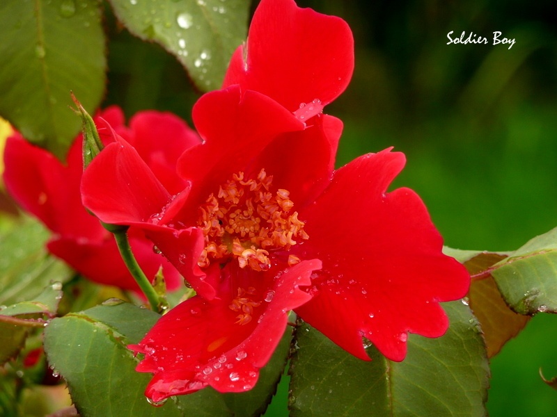'Soldier Boy' rose, click to enlarge 'Soldier Boy' rose photo
